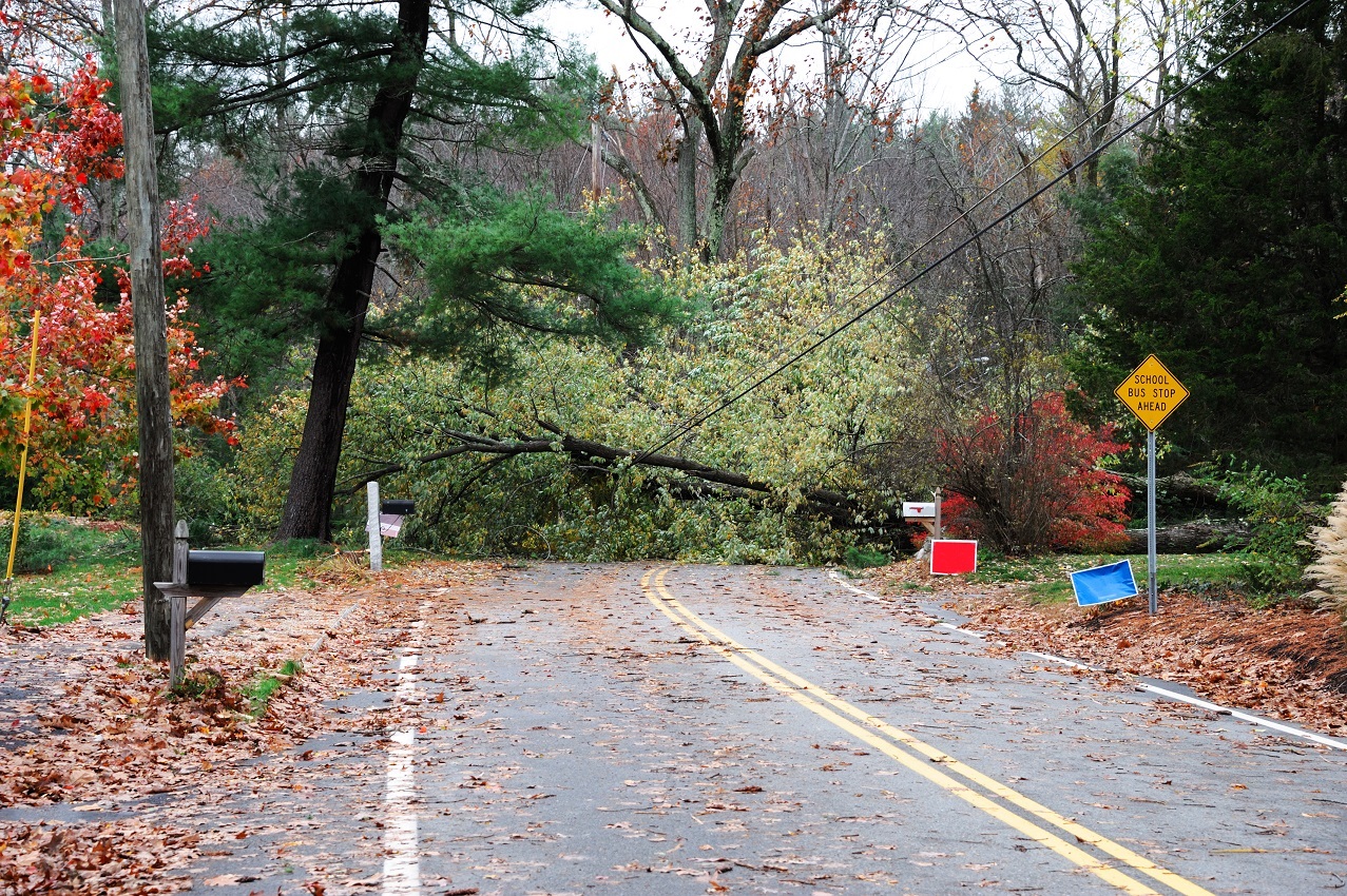 A tree has fallen across a road following a storm